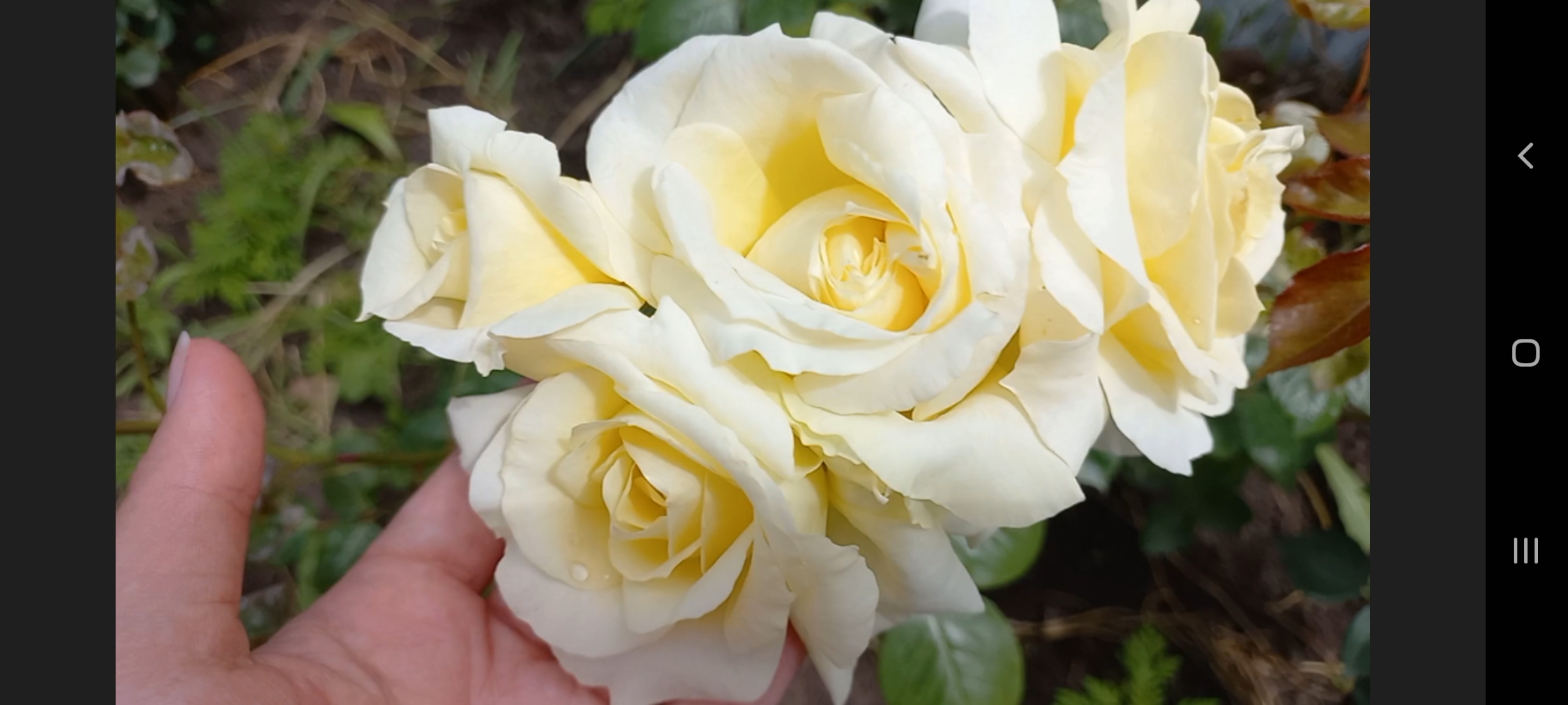 Розы - первогодки из питомника "Роза - Кубань" ч.2 смотреть онлайн