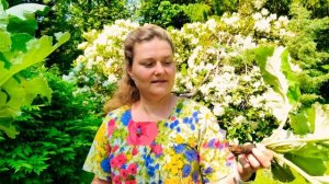 Целебные свойства Лопуха/ Уникальный Лопух