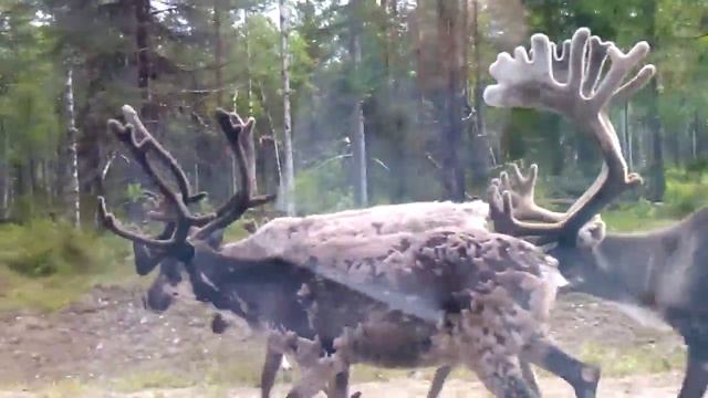 Олені на дорозі, Фінляндія смотреть онлайн