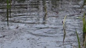 Нерест карася в мае