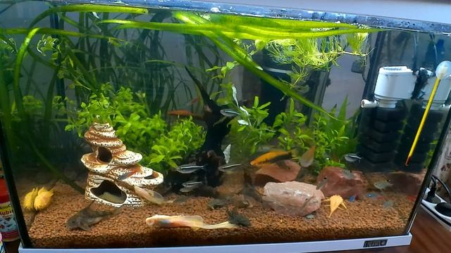 60-литровый аквариум - сенокос и больничная палата смотреть онлайн