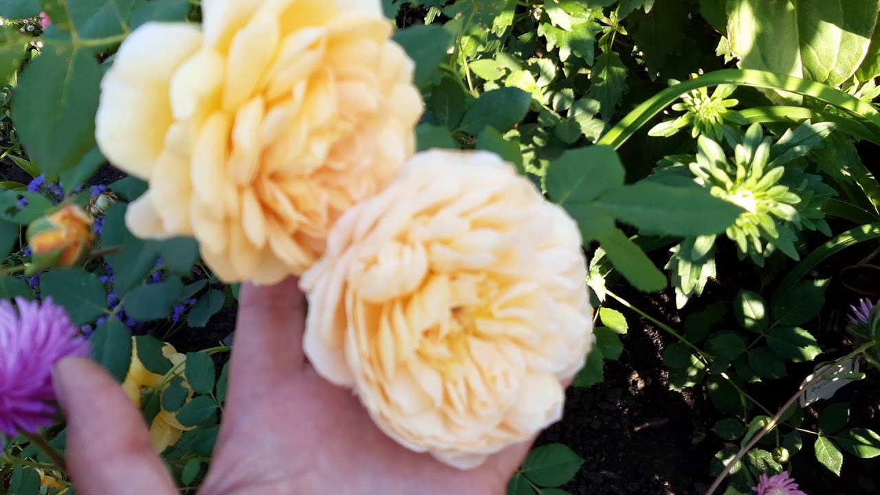 первые цветы Golden Celebration и CROWN PRINCESS MARGARETA смотреть онлайн