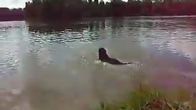 Елса в озере смотреть онлайн