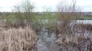 Рыбалка . Ловля карася на поплавочную удочку с пружинкой в камышах [весной]. My fishing