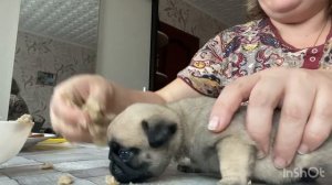 Прикорм щенков.