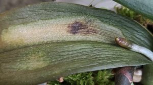 ВНИМАНИЕ! ОЖОГИ ОРХИДЕЙ! СОЛНЕЧНЫЙ, ТЕПЛОВОЙ ОЖОГИ ЛИСТЬЕВ И СТВОЛА И ВТОРИЧНЫЕ ИНФЕКЦИИ К НИМ!