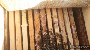 Контрольная обработка пчёл щавелевой кислотой перед зимой!