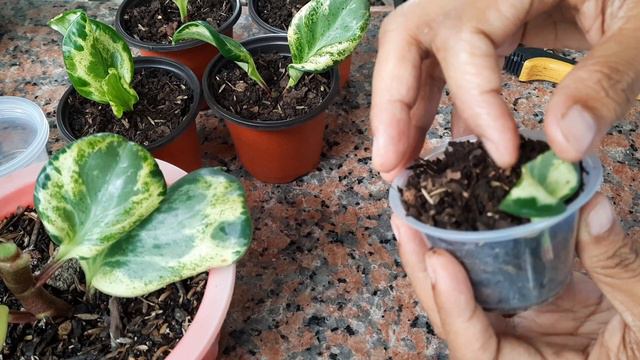 How To Propagate Peperomia Obtusifolia Marble | Marble Peperomia
