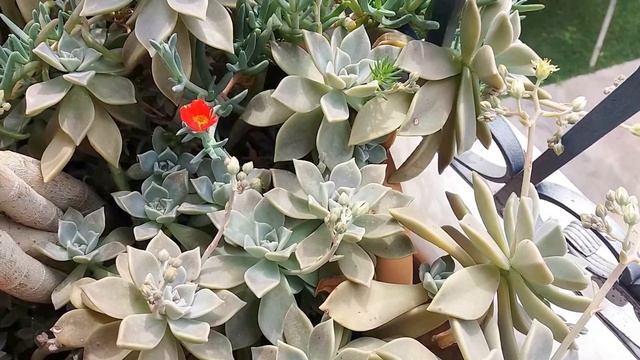 Граптопеталум - Graptopetalum