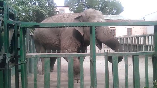 Слон в Одесском зоопарке смотреть онлайн