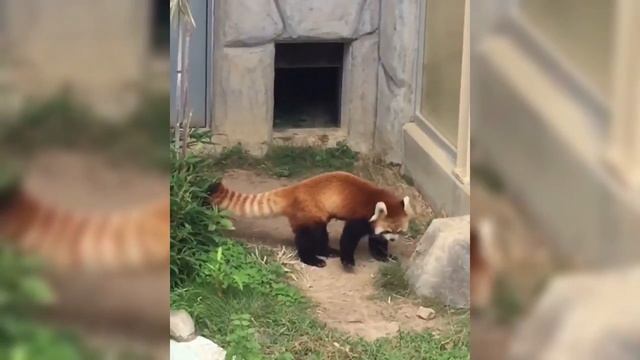 Red Panda Scared By Big Piece Of Rock - Red Panda Goes Crazy - Crazy - Crazy -Crazy !!