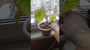 КИВИ, секрет выращивания и зимовки на подоконнике/экзотические растения дома