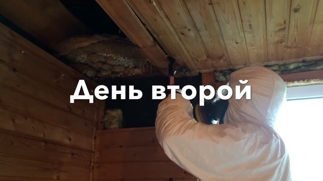 Жесть! Огромное гнездо шершней в доме! смотреть онлайн
