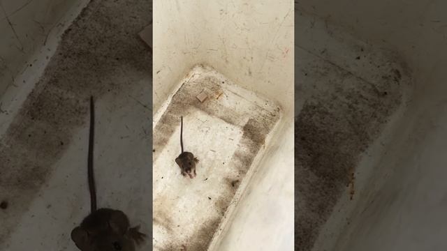 Приморский ушан в машине