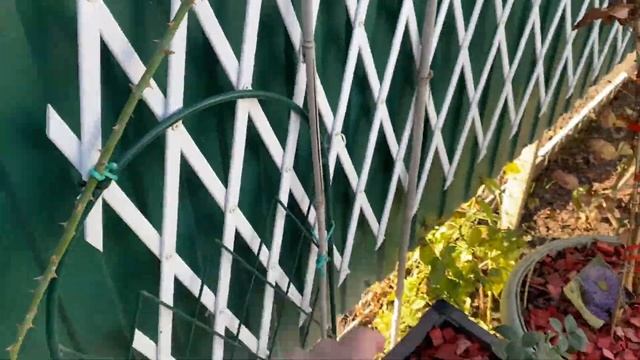 Розы из Нью Джерси после посадки в кашпо??♀️???♀️???♀️ смотреть онлайн