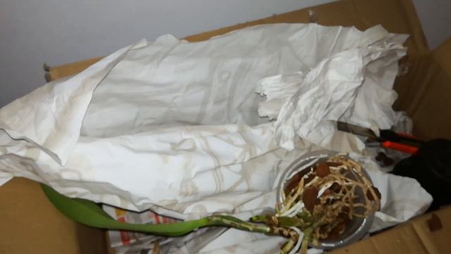 ಥ_ಥ Fusarium wilt strikes again!! Unboxing Cattleya Hardyana Semi Alba смотреть онлайн