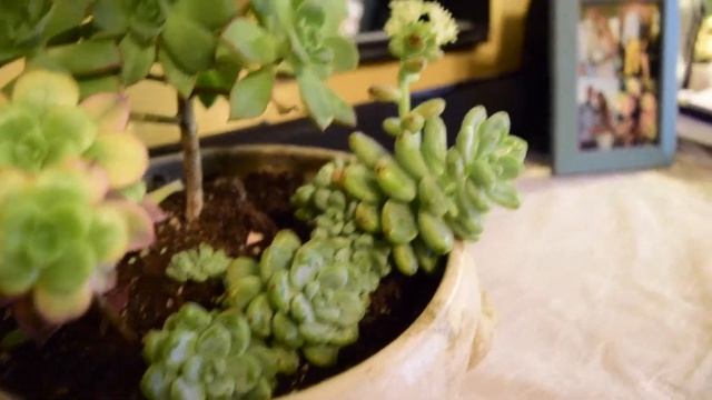 Aeonium Kiwi Succulent Blooming!! смотреть онлайн