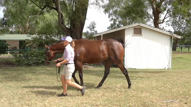 Lot 179 Exceed And Excel x Saddaqa colt смотреть онлайн
