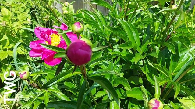 EP13 The.Wishful Gardener Unboxing of new plants and Garden Update смотреть онлайн
