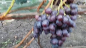 Селекционные формы винограда моего коллеги Владислава