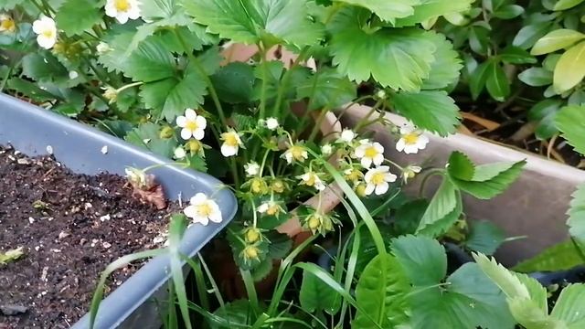 Клубника в горшках, strawberry in pots смотреть онлайн