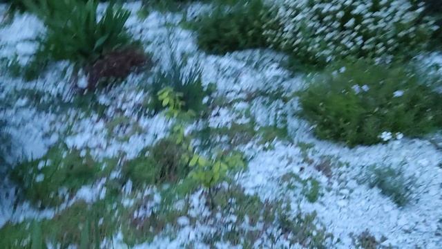 клумбы перед домом: ясколка,гибискус,бузина,банан,катальпа,пампасная трава,бересклет,ива,13.05.2023