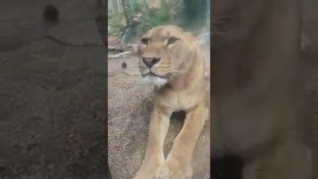 Чехия . Либерецкий зоопарк . Красавица львица смотреть онлайн