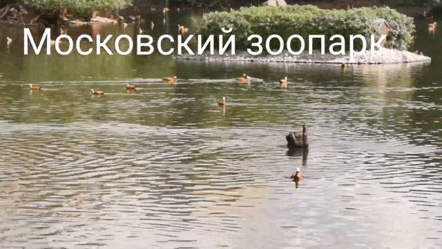 Московский зоопарк. Красавцы лебеди и грациозные фламинго. смотреть онлайн