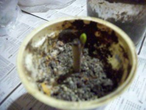 ХУРМА из черенка, эксперимент