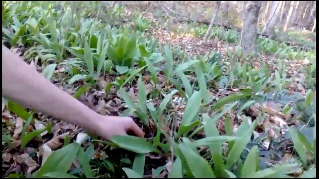 Spring wild edibles of northeastern U.S. Part 1