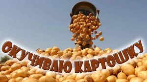 Окучиваю картошку с помощью триммера.