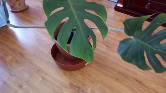 Размножение монстеры из черенка. смотреть онлайн