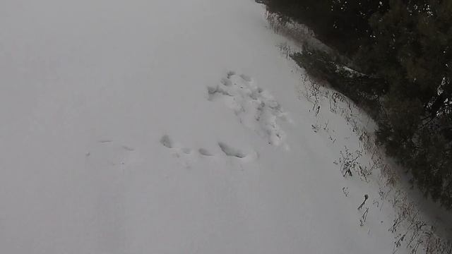 Охота на зайца январь 2022 HARE HUNTING смотреть онлайн