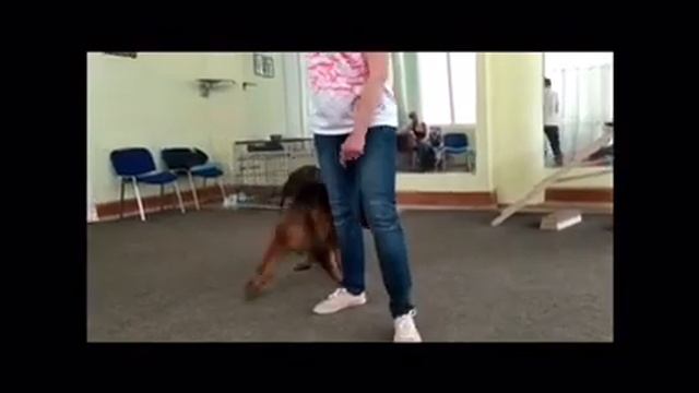 Учение с увлечением ?Лиска в ритме вальса ?☺️♥️ смотреть онлайн