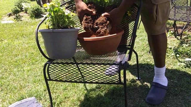 Zinnia care & Separating pots смотреть онлайн