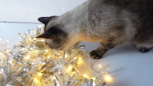 Кот пытается перегрызть гирлянду. Бультерьер с новогодней гирляндой. Пиксель и Дан. смотреть онлайн