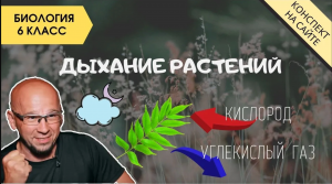 Дыхание растений. Опыты с растениями. Биология 5-6 класс. Питание растений. Как дышат растения