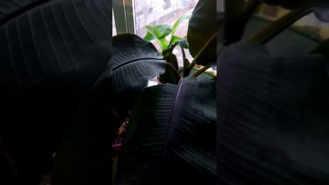Бананы на подоконнике. смотреть онлайн
