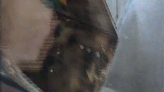 Осмотр и чистка дуплянки у корелл смотреть онлайн