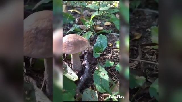 2 часть.Тихая охота 7 Сентября 2023 года. смотреть онлайн