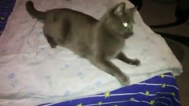 Котик играет с пультом от радиоуправляемой машины. смотреть онлайн