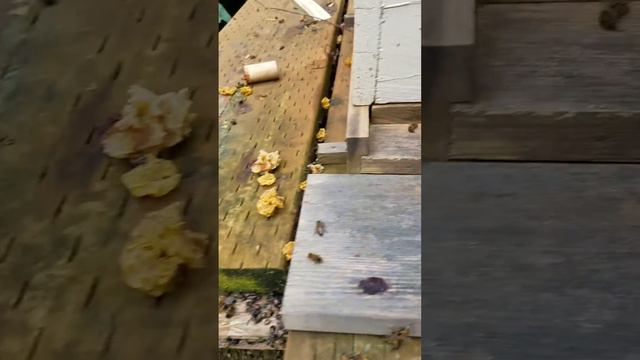 ,Больные пчелы, что это за болезнь?? смотреть онлайн