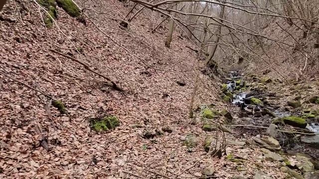 Ciuperca Medicinala Ce Previne/combate Cancerul și Afecțiunile Plămânilor.