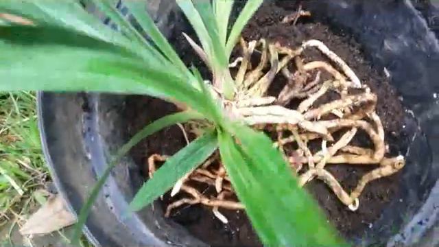 Repotting Cymbidium Orchid - Cymbidium Golden Elf - fragrant species orchid смотреть онлайн
