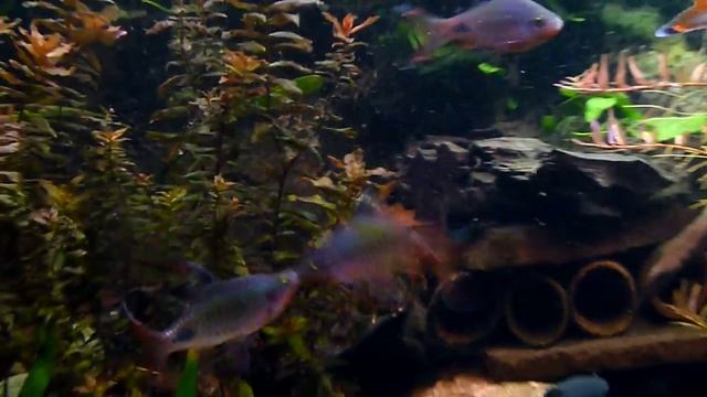 Fighting Dawkinsia filamentosa in my 720 liter aquarium смотреть онлайн