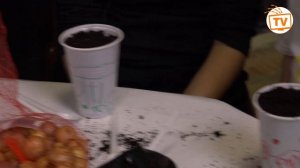 Лук в стакане // Выращиваем витамины // Как посадить лук