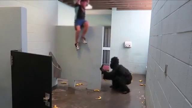 Розыгрыш с гориллой смотреть онлайн