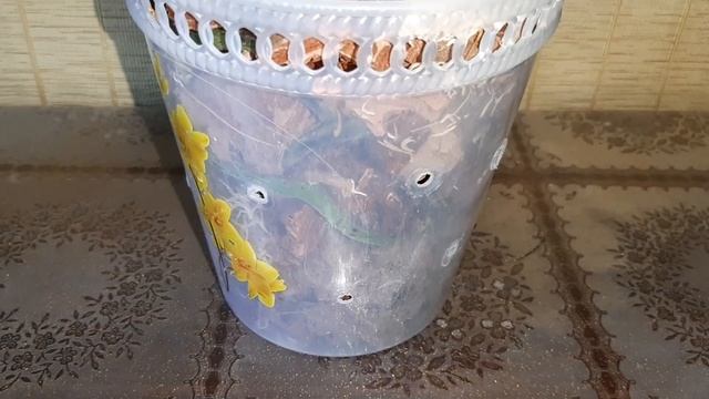 Орхидея из пенька -- как оживить засохшую орхидею. смотреть онлайн