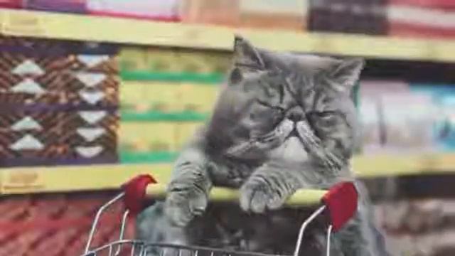 Смешные Кошки 2016 года    Кошки ходить по магазинам