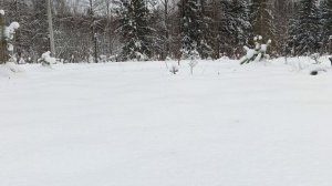 мотобуксировщик белка ?️ по снегу